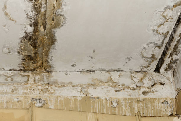 Best Mold Removal for HVAC Installations  in Trussville, AL