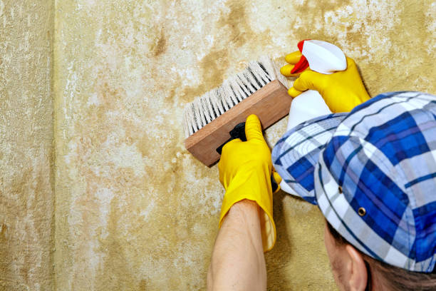 Best Mold Damage Restoration  in Trussville, AL