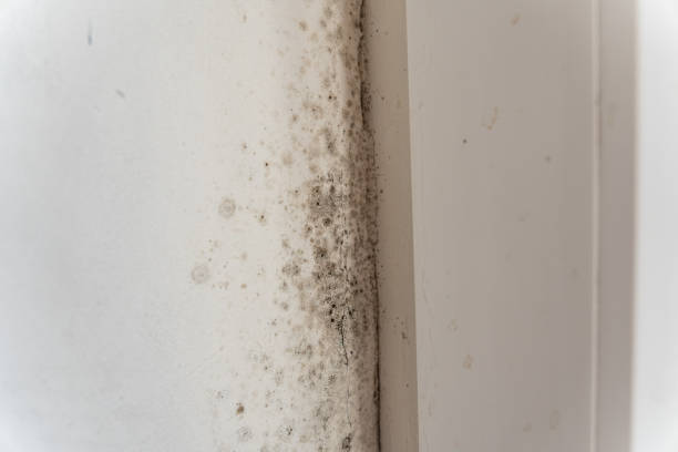 Best Environmental Consulting for Mold Prevention  in Trussville, AL