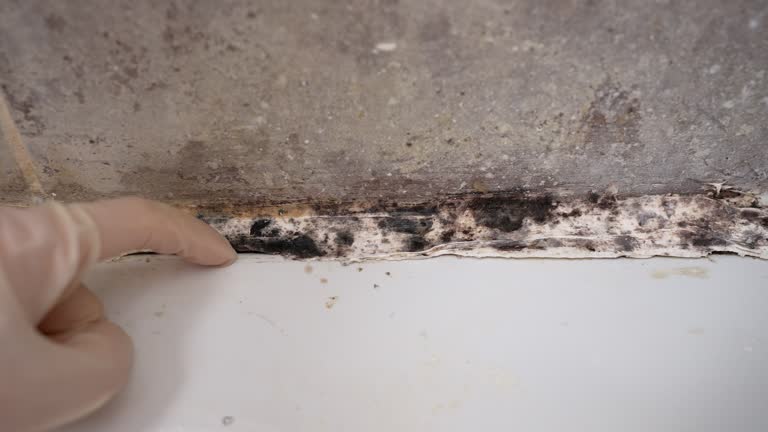 Mold Odor Removal Services in Trussville, AL