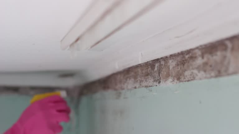 Trussville, AL Mold Removal Company